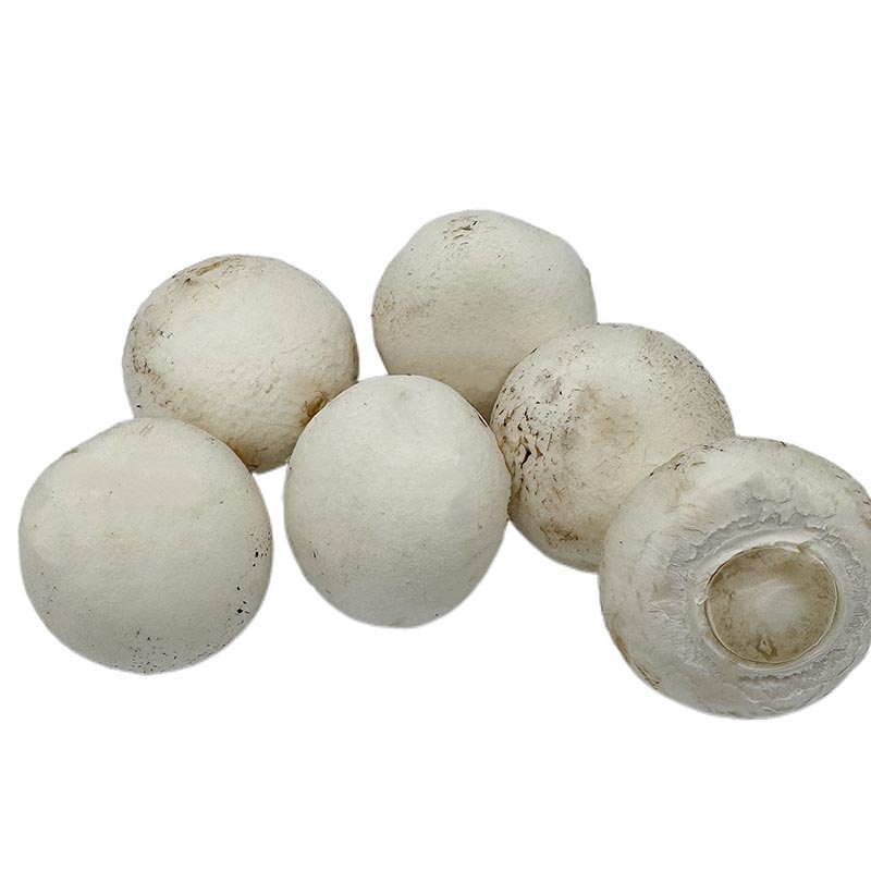 Button Mushroom