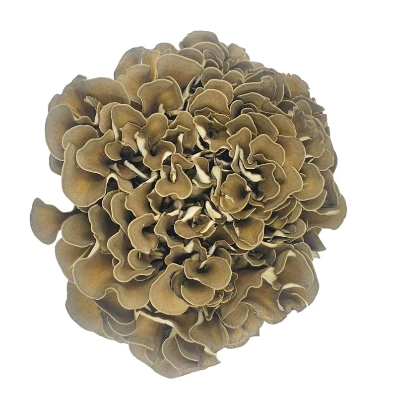 Maitake