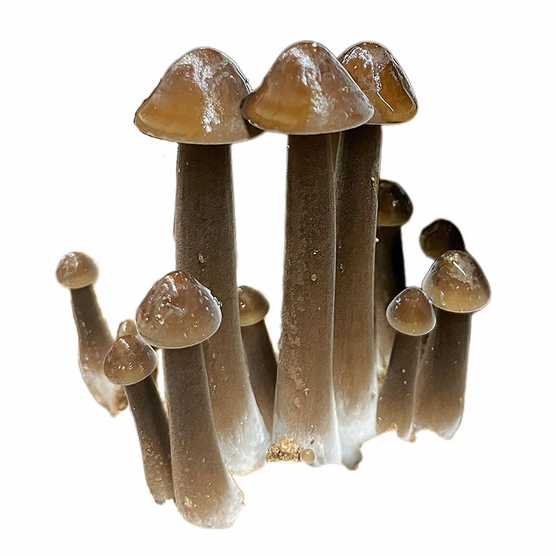 Termite Mushroom 