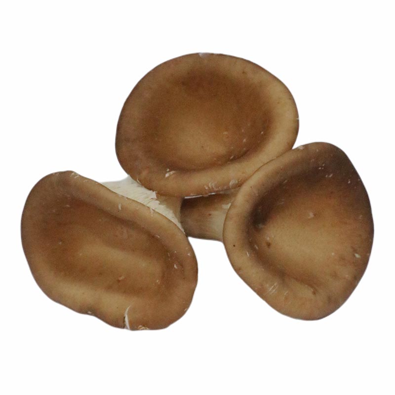 Panus Giganteus