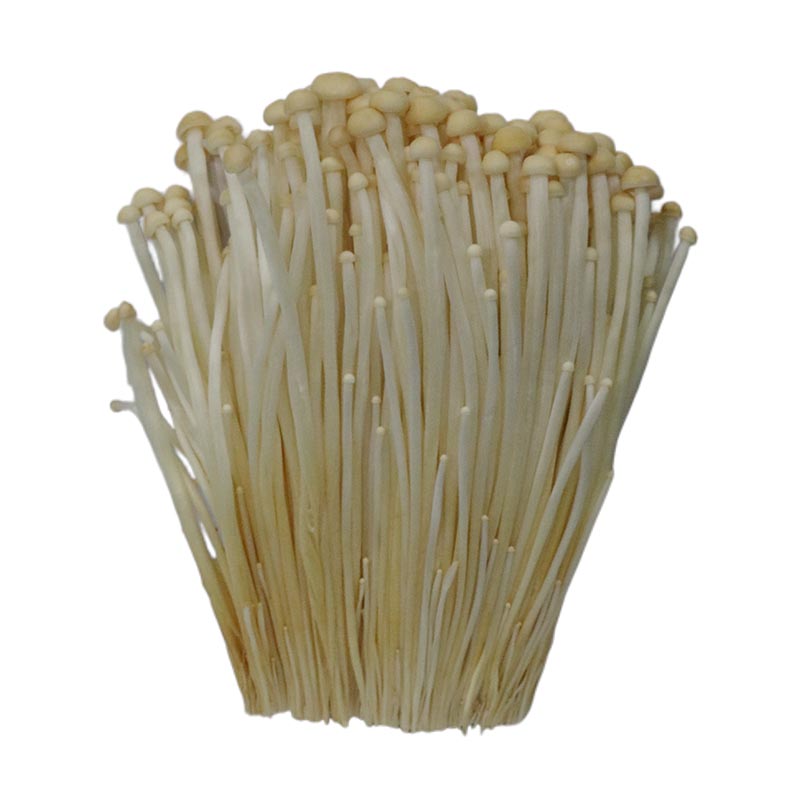 Golden Enoki Mushroom