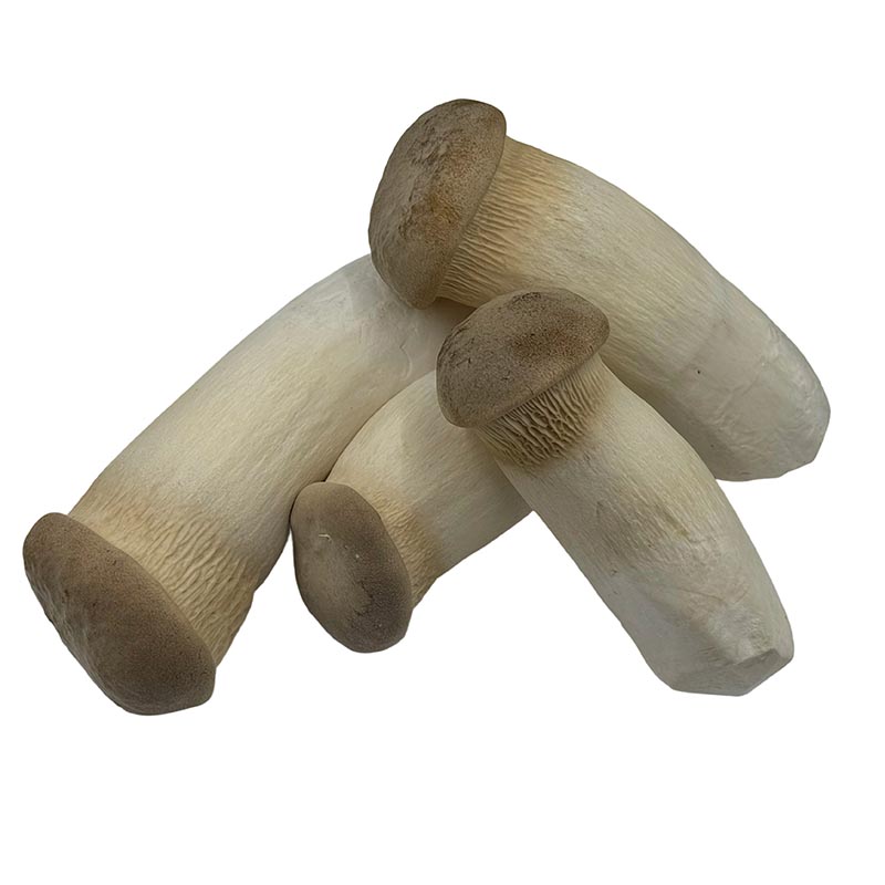 King Oyster 2