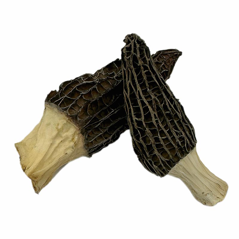 Dried Morel Mushroom