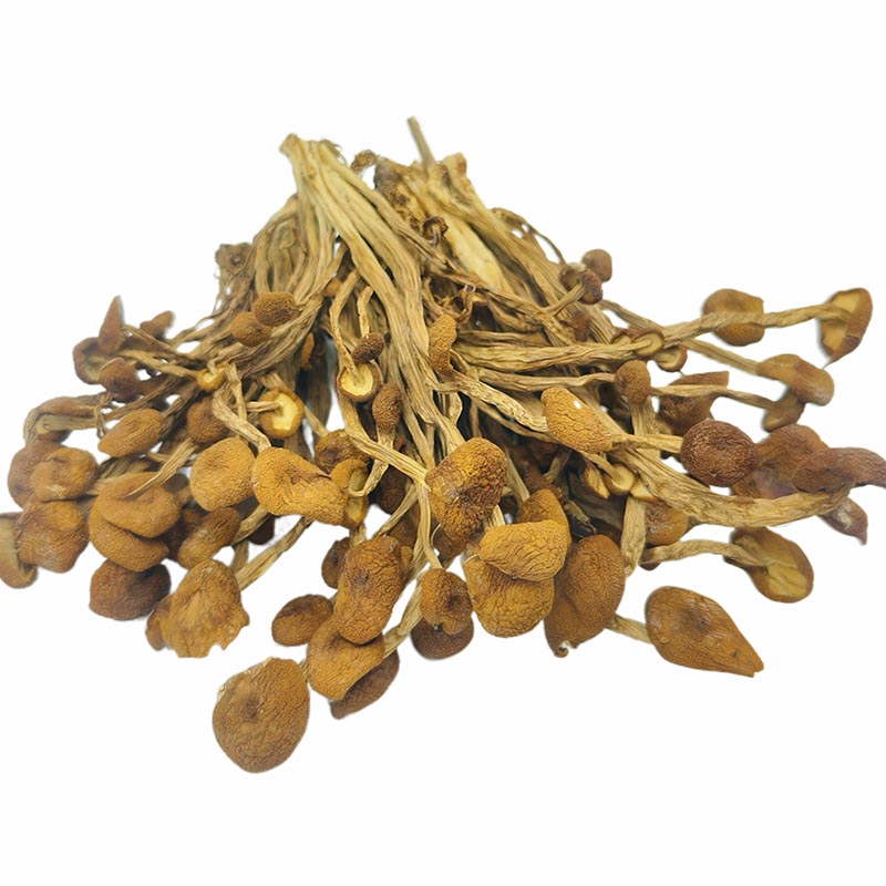 Dried Agrocybe Aegerita