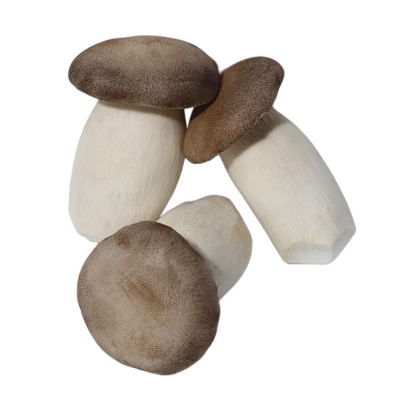 King Oyster 1