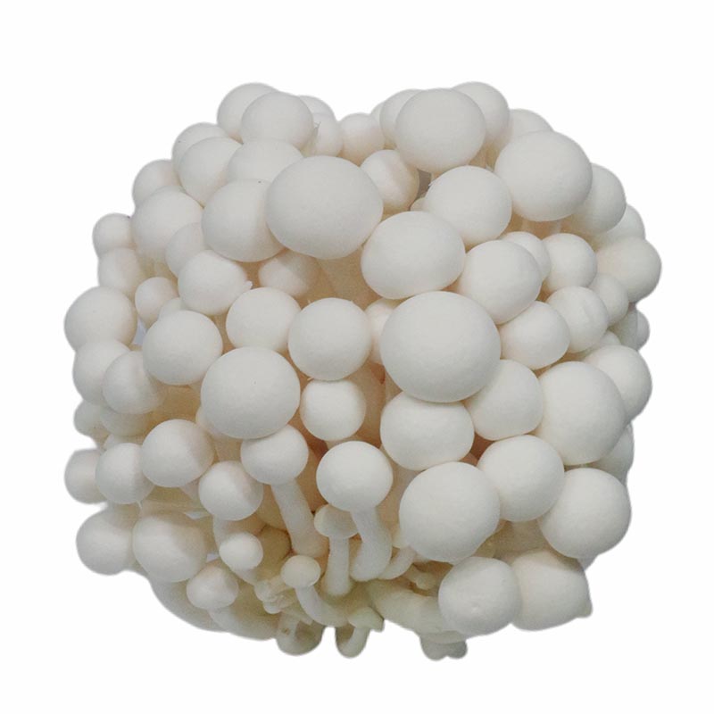 White Shimeji Mushroom