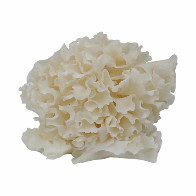 Cauliflower (Wood) Mushroom