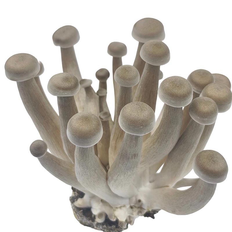 Antler Mushroom