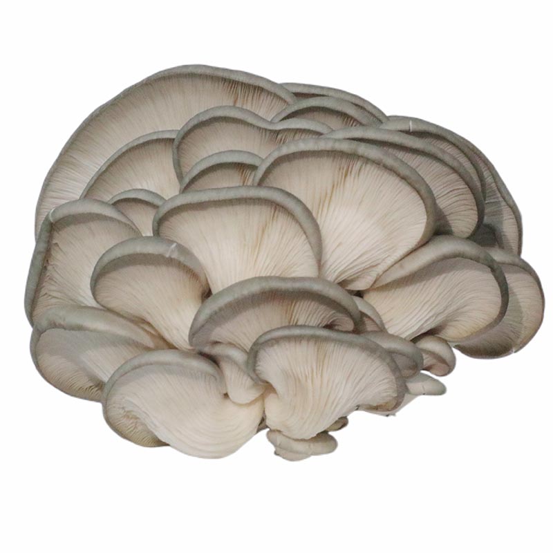 Oyster Mushroom