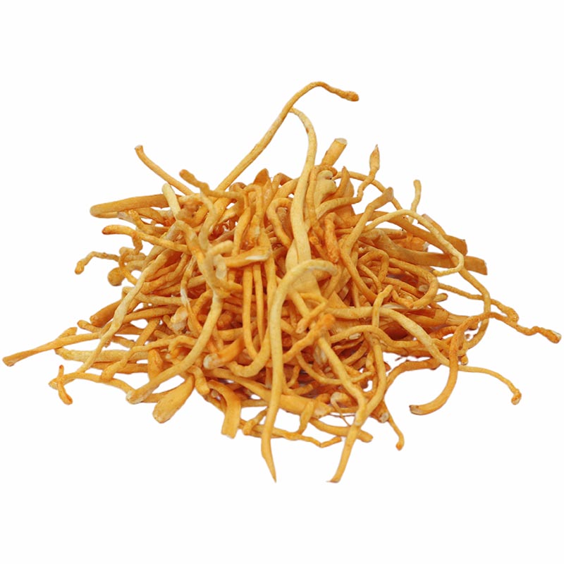 Cordyceps Mushroom