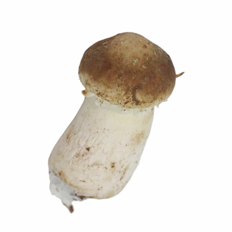 Agaricus