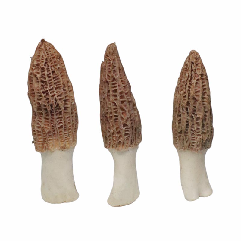 Morel Mushroom