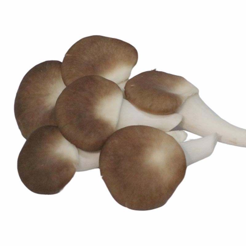 Pleurotus-geesteranus