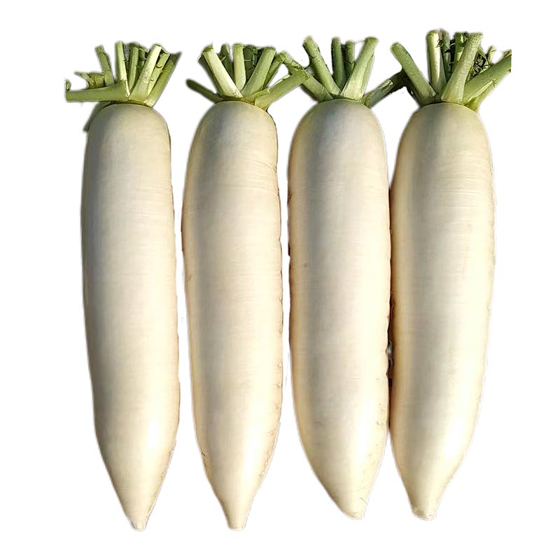 Fresh White Radish