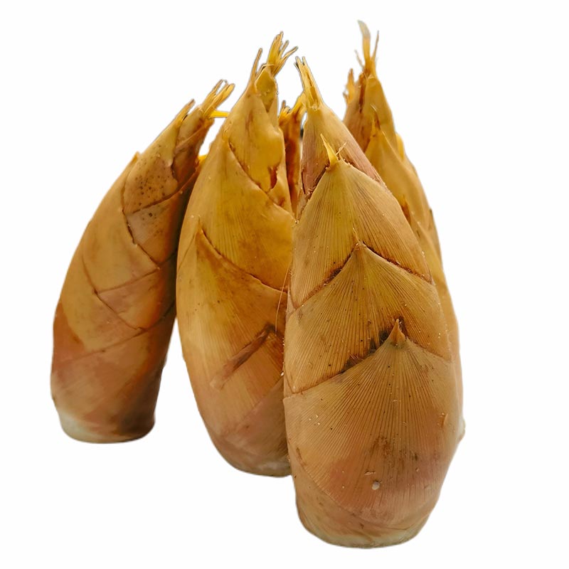 Fresh Winter Bamboo Shoot