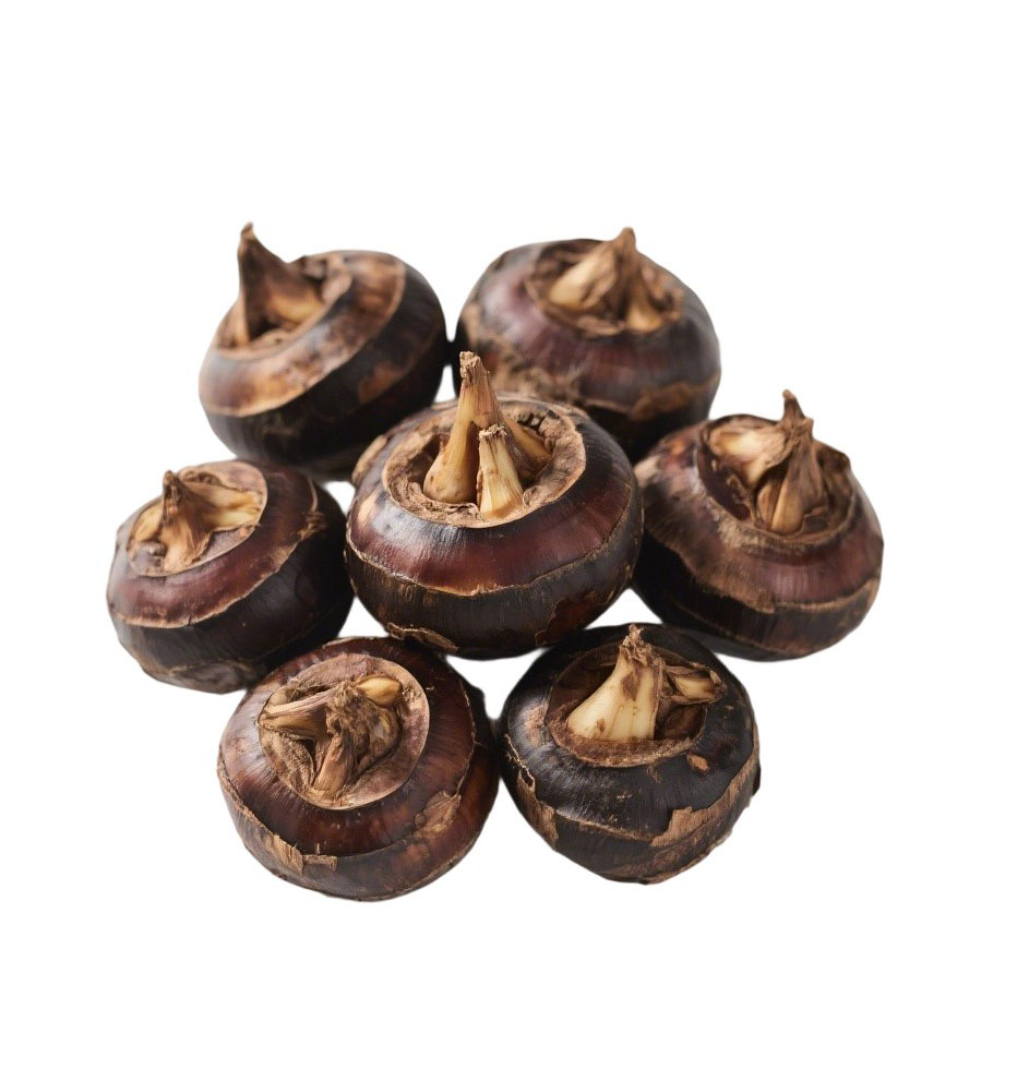 Fresh Water Chestnut