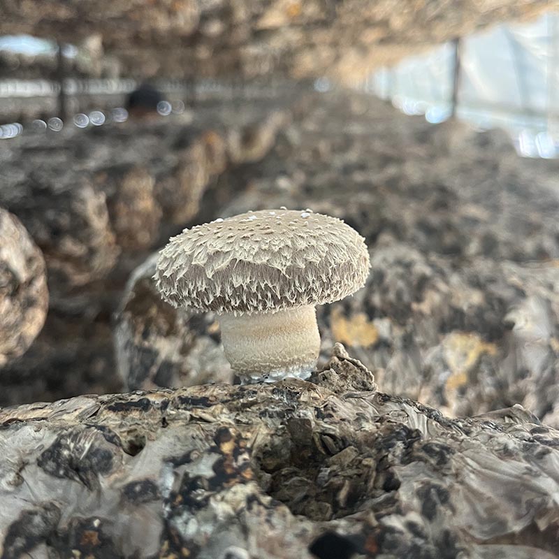 Shiitake Mushroom Spawn
