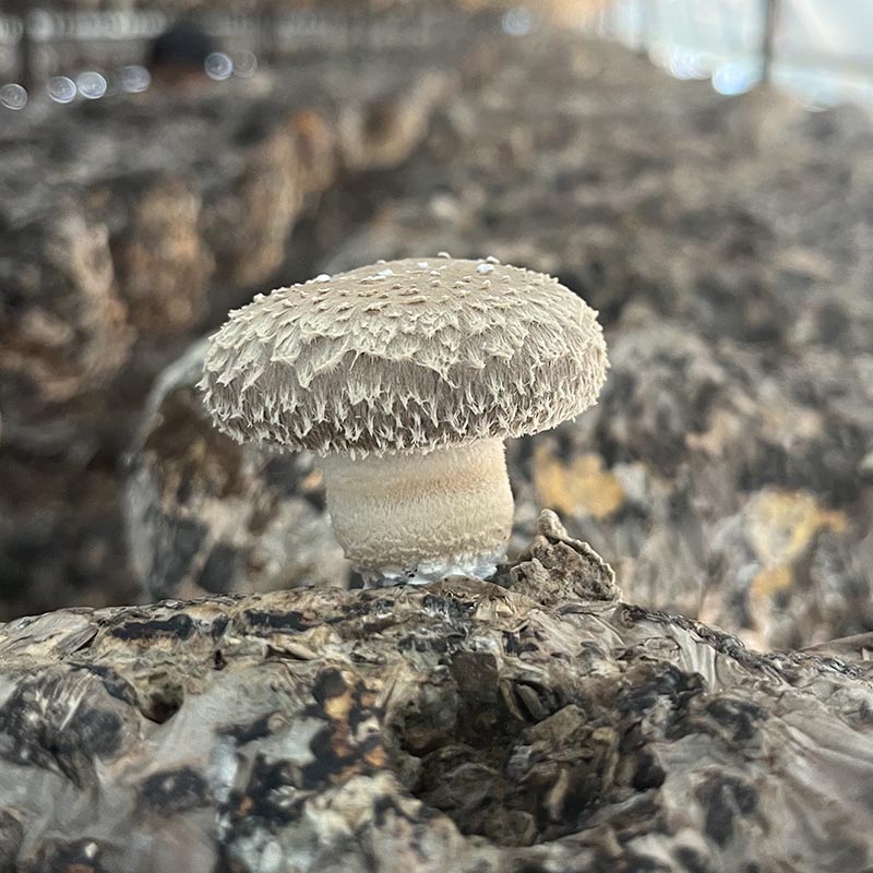 Mushroom Spawn